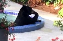 Ko se v tvojem bazenu namaka medved (video)