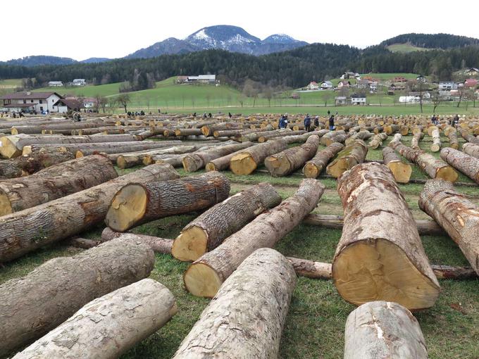 Ponudbe za les na licitaciji je oddalo 53 kupcev, kar je malo manj kot lani, od tega jih je bilo največ, 20, iz Slovenije, sledijo kupci iz Avstrije, Italije, Nemčije, Hrvaške, Madžarske, Srbije, Češke in Švice. | Foto: STA/Katja Kodba