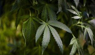 V zaporu odkrili nasad marihuane