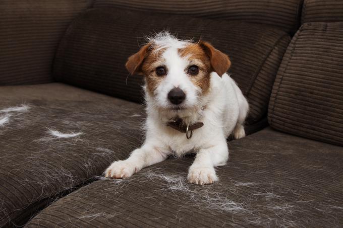 sedežna garnitura, kavč, pes | Foto: Shutterstock