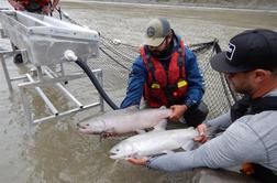 Kanadske losose ujete zaradi plazu bodo reševali s helikopterjem