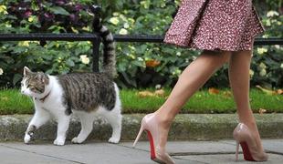 Oddaja o skrivnem življenju mačk kriva za porast prodaje sledilnih GPS-naprav