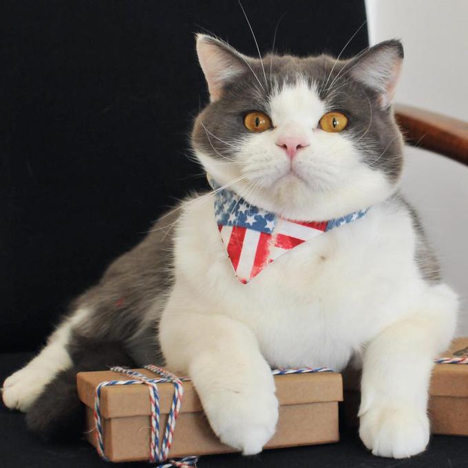 Mini z rutko, s katero privablja ameriške patriotske mačke. | Foto: Cat in Berlin