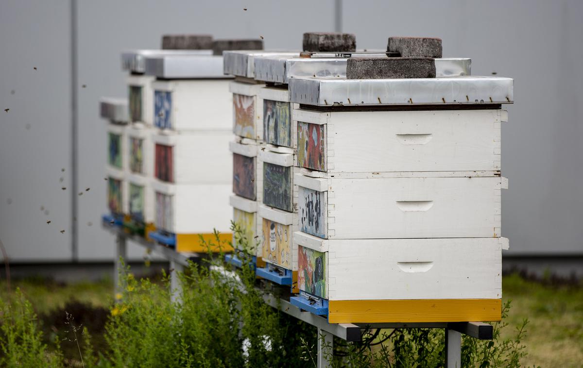 Otvoritev hotela za čebele samotarke | Foto Ana Kovač