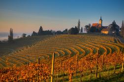 To je deset najbolj zanimivih slovenskih vinskih destinacij