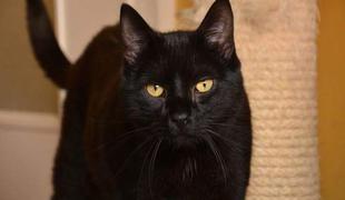 Ali črne mačke res prinašajo nesrečo?