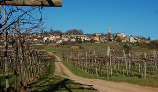 Pohod po vinogradih: fotografska oprema obvezna