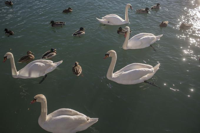 Na Zbiljskem jezeru je stalno okoli 160 labodov, kar je na kvadraturo največ pri nas. Pozimi se njihovo število poveča. Trenutno jih je, poleg drugih vrst vodnih ptic, ki tam prezimujejo, približno 200. | Foto: Matej Leskovšek
