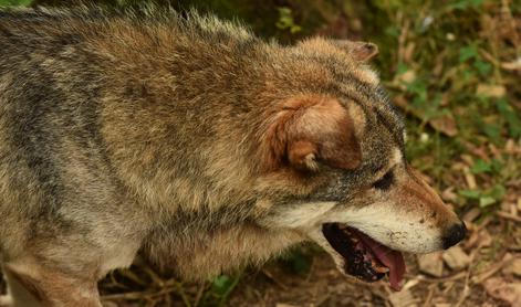 Volkovi napadajo domače živali, domačini zaskrbljeni