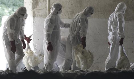V Sloveniji spet primer ptičje gripe