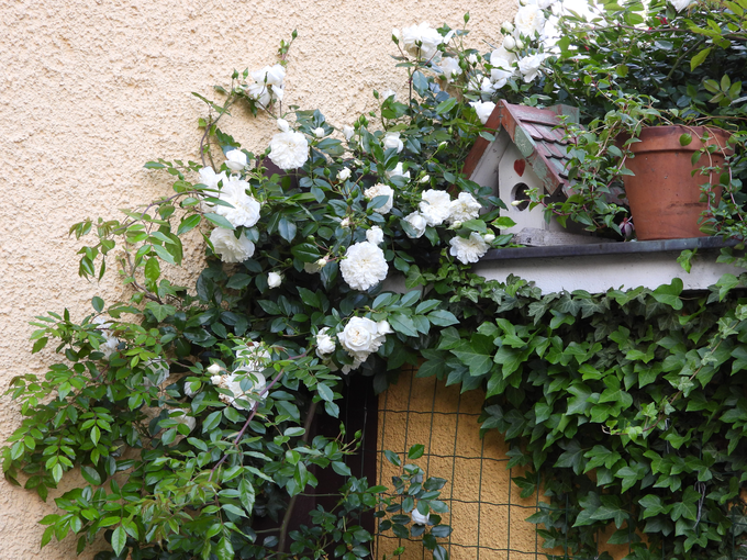 Vrtnice in bršljan v kombinaciji ozelenjene vertikale.  | Foto: 