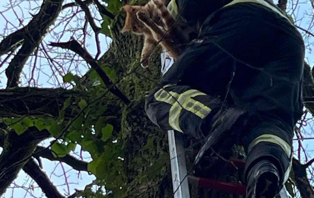 mucek, drevo | Mucku je za spust z visokega drevesa zmanjkalo hrabrosti, zato so mu morali pomagati gasilci. | Foto Policijska uprava Celje