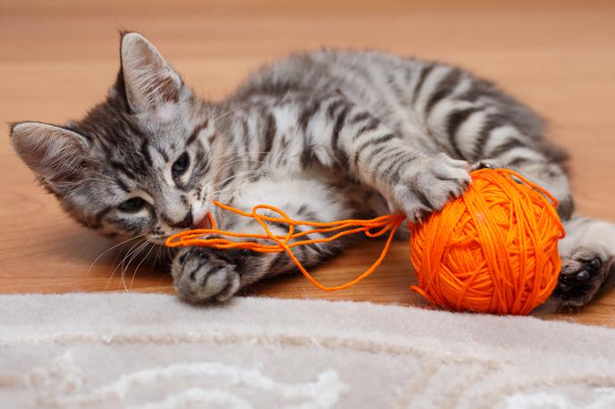 maček | Foto Getty Images