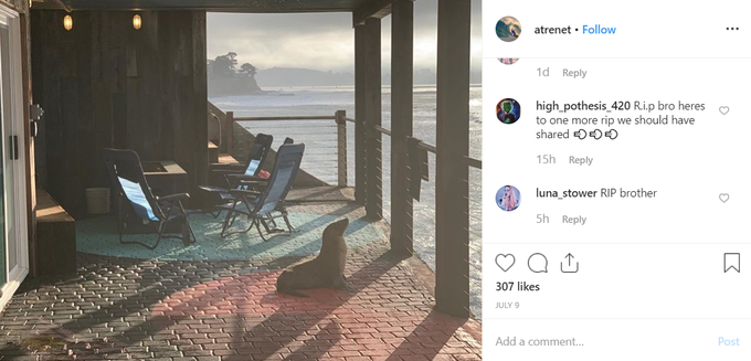 To je bila zadnja objava Tusharja Atreja na družbenem omrežju Instagram. 9. julija je fotografiral tjulnja, ki je obiskal verando njegove hiše v Santa Cruzu. | Foto: Instagram / Tushar Atre
