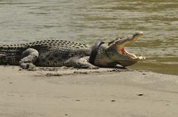 V krokodilu našli truplo pogrešanega ribiča