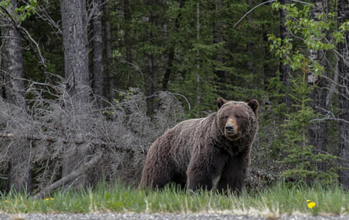 medved | Medveda so posnele varnostne kamere pošte. | Foto Getty Images