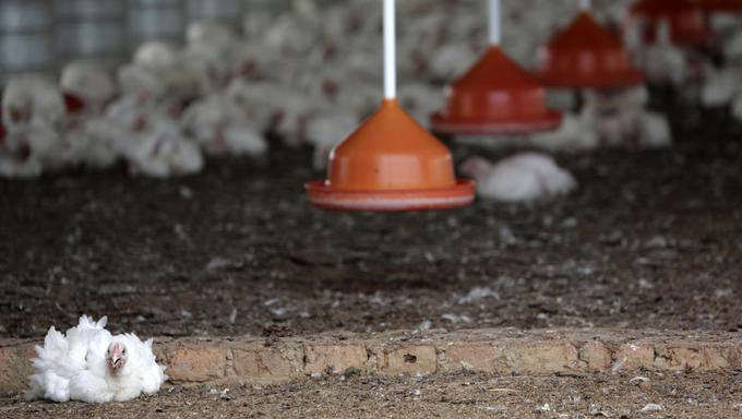 piščanci, perutnina | Foto: Reuters