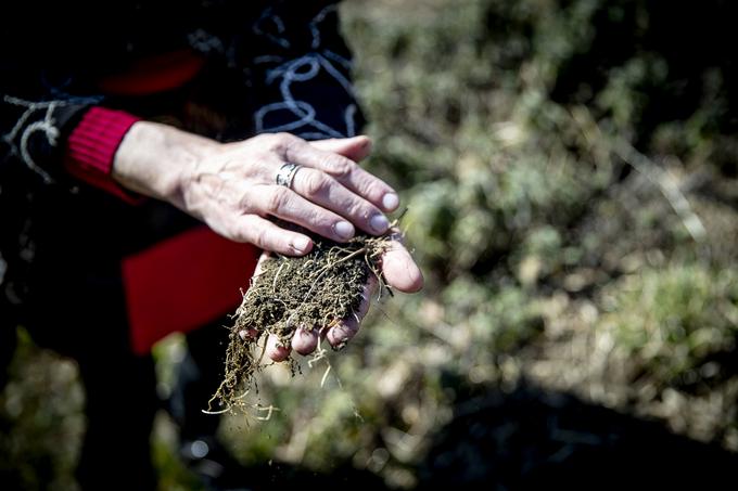 "Naše grede ne potrebujejo hlevskega gnoja. Hlevski gnoj ima preveč dušika in nekatere rastline zaradi tega sploh nočejo rasti. Slovenski vrtovi so pregnojeni, saj tradicionalni vrtičkarji ves čas nekaj dodajajo." | Foto: Ana Kovač