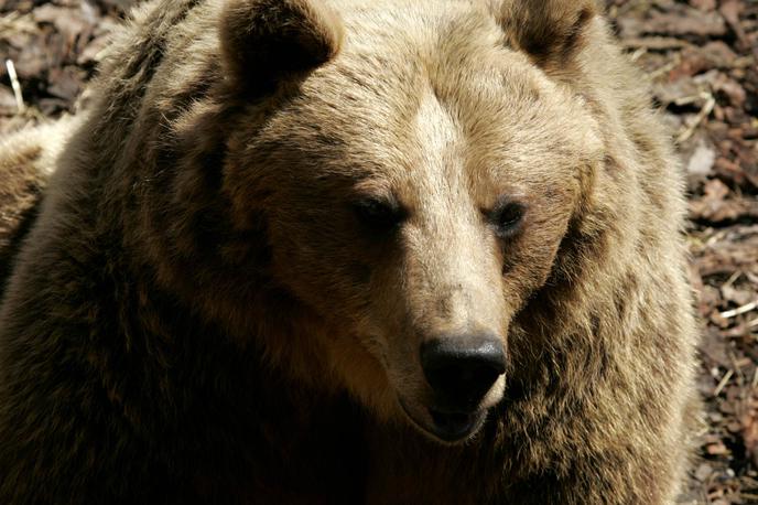 rjavi medved | 26-letni Andrea Papi je utrpel globoke rane na vratu, po rokah in prsih, obdukcija, ki so jo opravili v petek, pa je pokazala, da ga je napadel medved.  | Foto STA