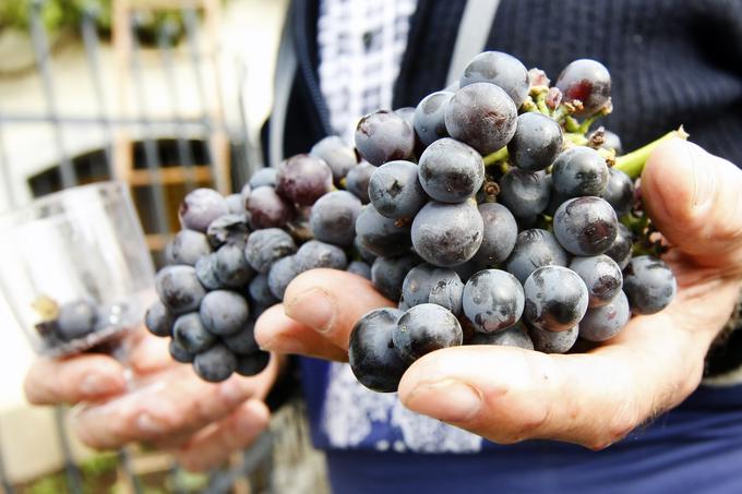 Zaradi višjih temperatur grozdje hitreje dozoreva, s čimer se spremeni tudi raven sladkorja in kisline. Rezultat je vino slabše kakovosti in z večjo vsebnostjo alkohola. | Foto: Marko Vanovšek