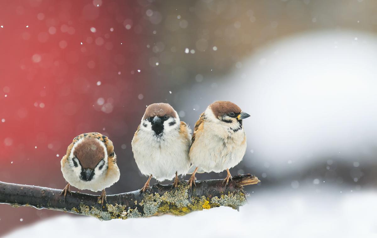 hranjenje ptic | Foto Getty Images