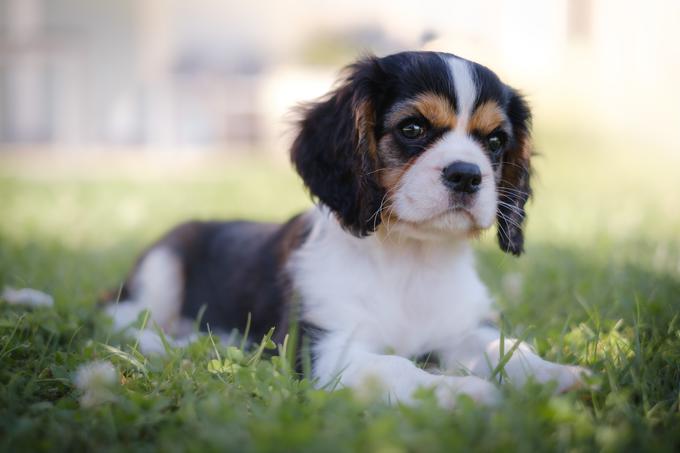 Kavalir kralja Karla, pes, kuža, kužek, psiček, mladič | Foto: Shutterstock