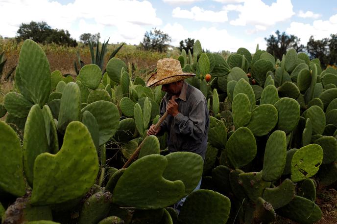 Kaktus | Foto Reuters