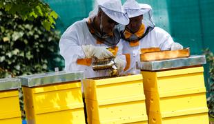 Po številu čebelarjev med prvimi, po količini medu pri repu