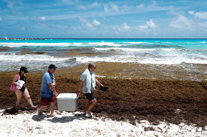 Cancun alge | Foto: Reuters