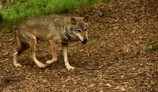 Sodišče EU: Volkovi zaščiteni tudi v naseljih