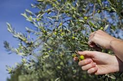 Ko oljka obrodi, olivno olje se rodi