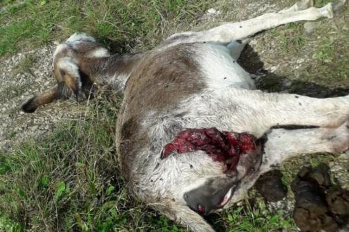 Napad volkov v Davči | Napad se je zgodil na pašniku, ki je sicer zavarovan z električnim pastirjem. | Foto Simon Šubic