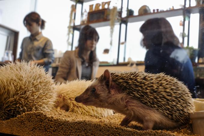 V imenu lokala Harry, kjer je mogoče spoznavati različne vrste gozdnate bodičaste živali, gre za besedno igro z japonskim poimenovanjem za ježa - harinezumi, ki v dobesednem prevodu pomeni miš z iglami. | Foto: 