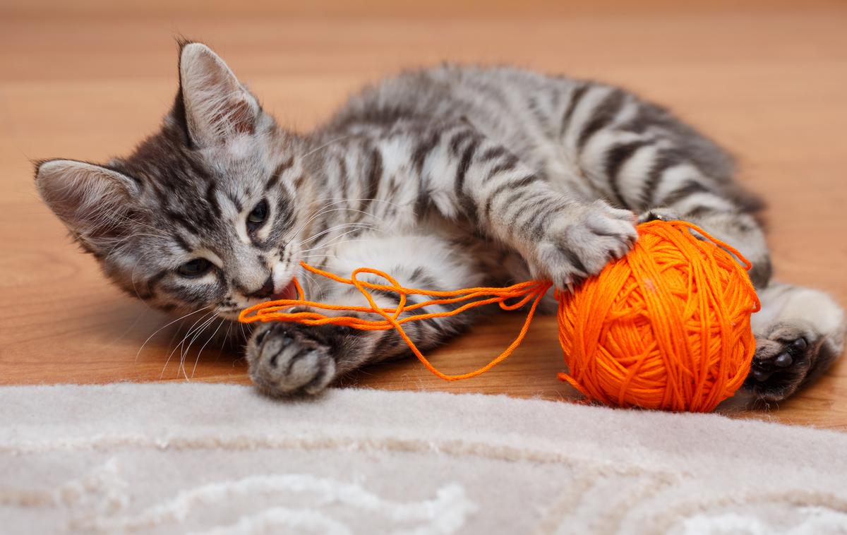 maček | Foto Getty Images
