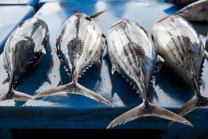 Raziskovalec na Nacionalnem inštitutu za biologijo priporoča več sardin in skuš ter manj tun. | Foto: Getty Images