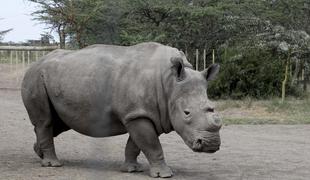 Na svetu le še pet severnih belih nosorogov (video)