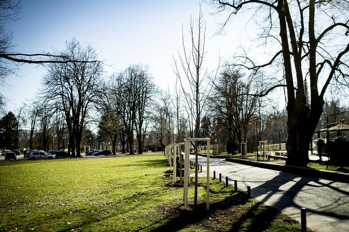 Cekinov drevored v ljubljanskem parku Tivoli | Foto: Ana Kovač