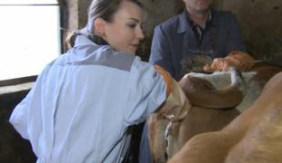 Misica lastnoročno opravila pregled breje krave (video)