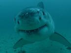 30. teden morskih psov na Discovery Channel