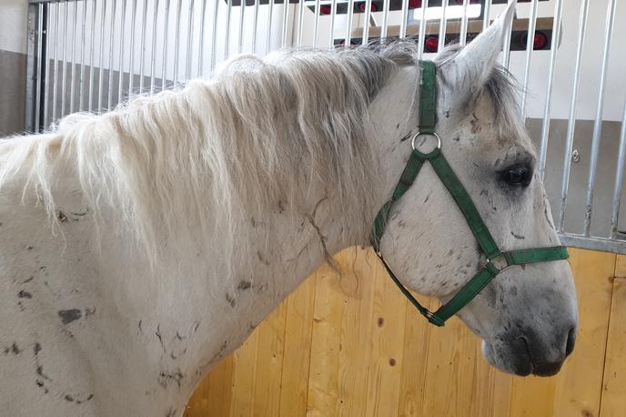 Lipica konji konjereja kobilarna | Prodati nameravajo tudi sedem žrebcev kastratov, ki so bili poškodovani v zadnjem incidentu. | Foto Metka Prezelj