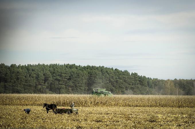 V Ukrajini ni srednje velikih kmetij, so le velike kmetije z več kot 300 glavami živine ali skromne domačije, ki imajo po eno žival. | Foto: Ana Kovač