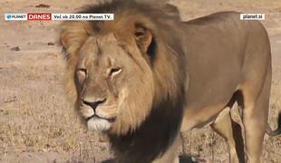 Ameriški zobozdravnik sprožil ogorčenje z ubojem priljubljenega leva (video)