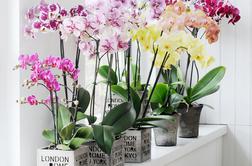 Kako do lepih orhidej