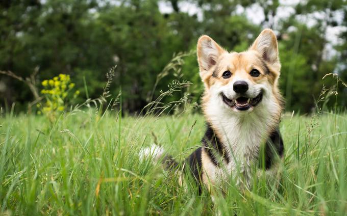 hišni ljubljenčki psi pes kuža | Foto: Shutterstock