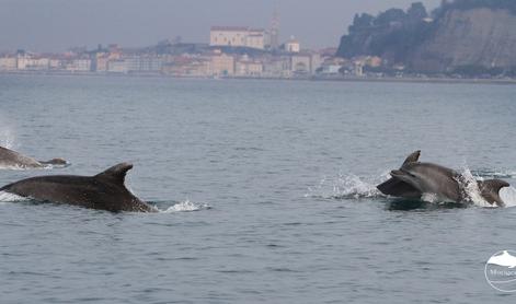 Pri Piranu opazili večjo skupino delfinov #video