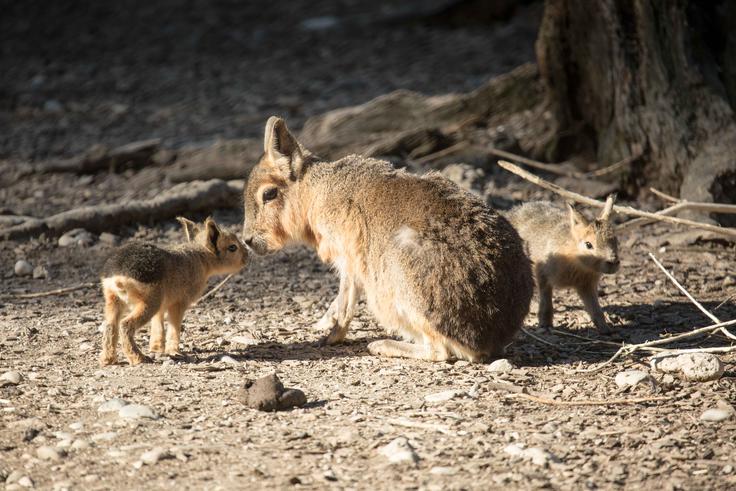 mara mara | Foto: ZOO Ljubljana