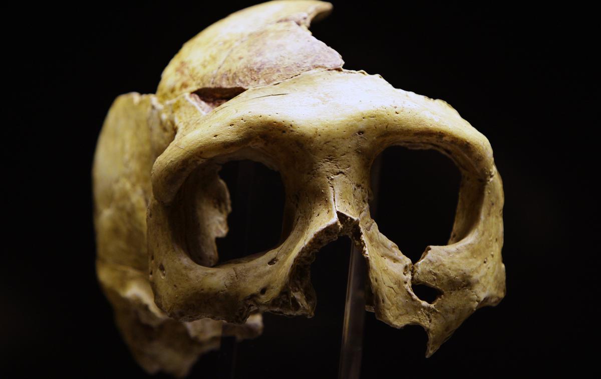 neandertalec | Replika neandertalčeve lobanje | Foto Reuters