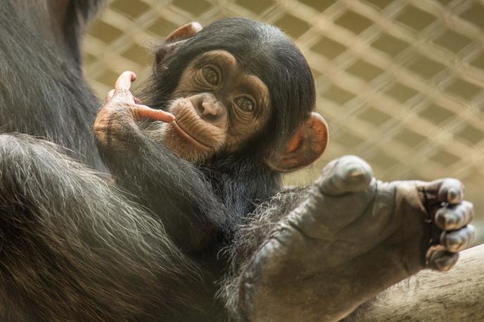 šimpanz | Foto ZOO Ljubljana