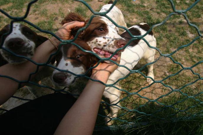 Pes | Slovenski veterinarji skupaj s svojimi kolegi iz EU opozarjajo na problem tihotapljenja psov. | Foto Getty Images
