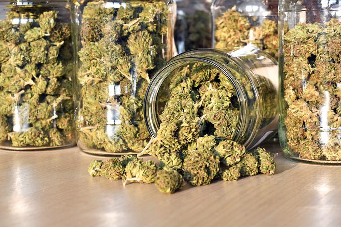 marihuana, kanabis, konoplja | Foto Getty Images